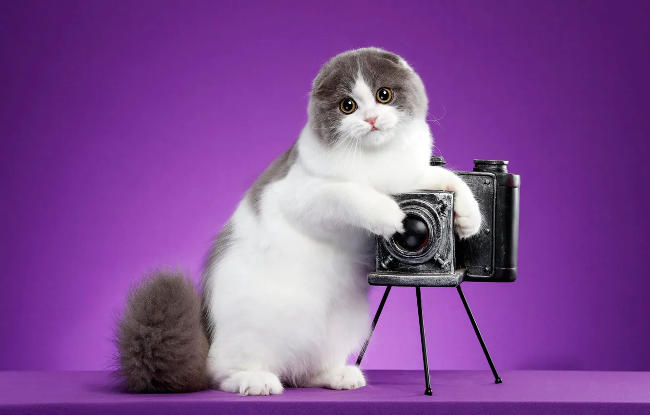 Photo wallpaper cat, look, pose, kitty, background, lilac, fold, muzzle