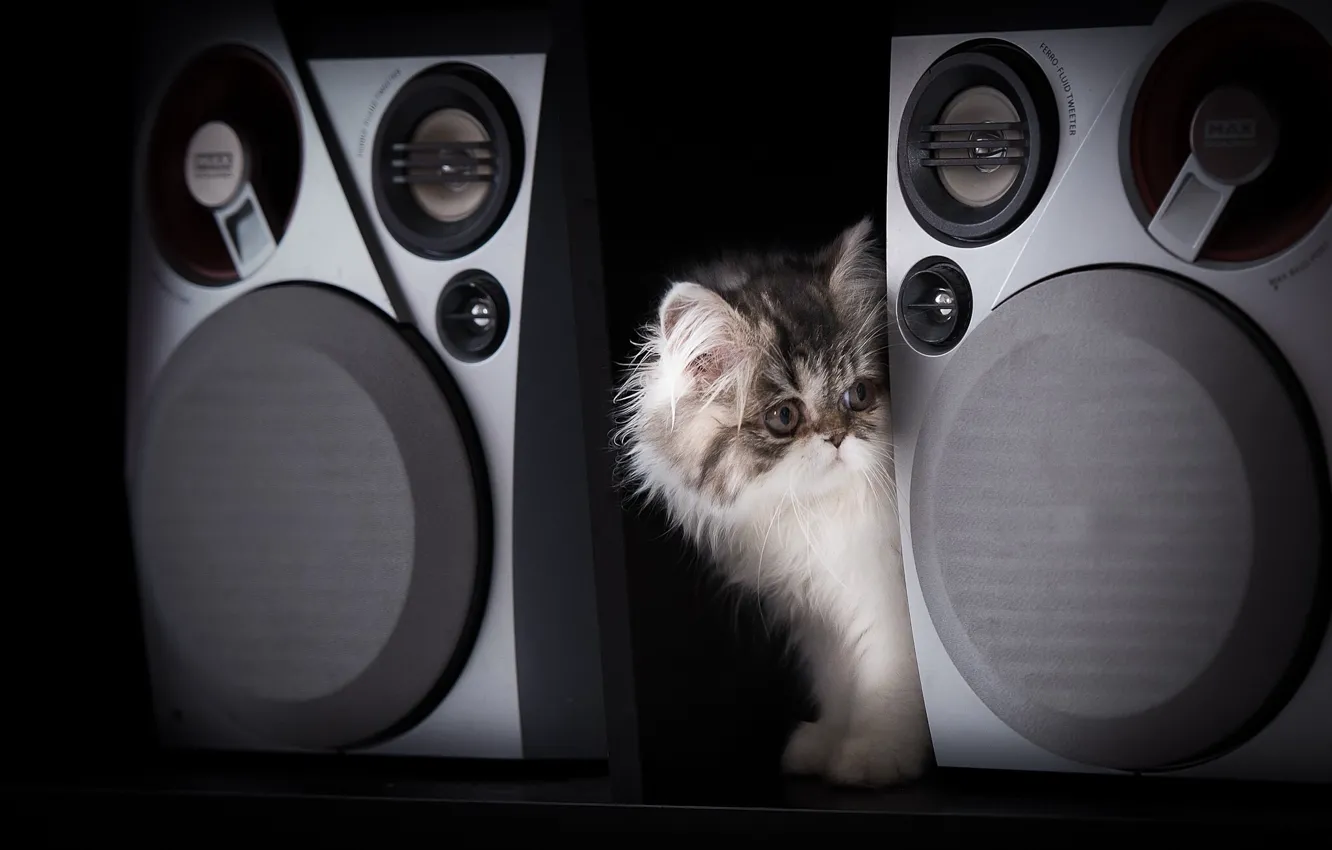 Photo wallpaper kitty, black background, music speakers