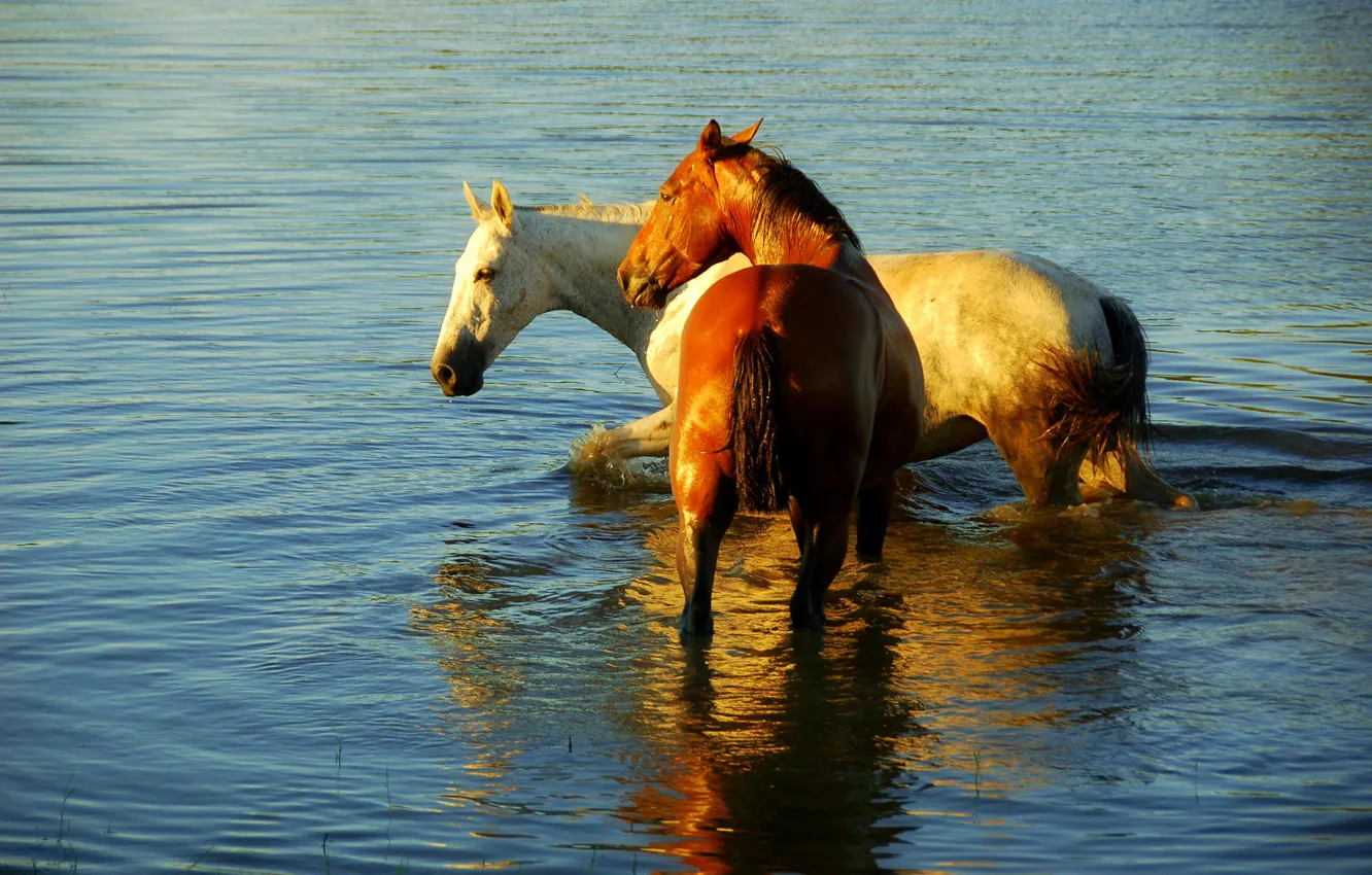 Photo wallpaper lake, reflection, horse