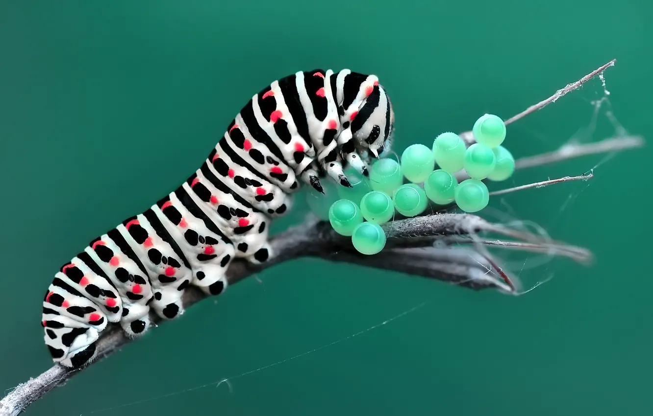 Photo wallpaper macro, caterpillar, insect, eggs