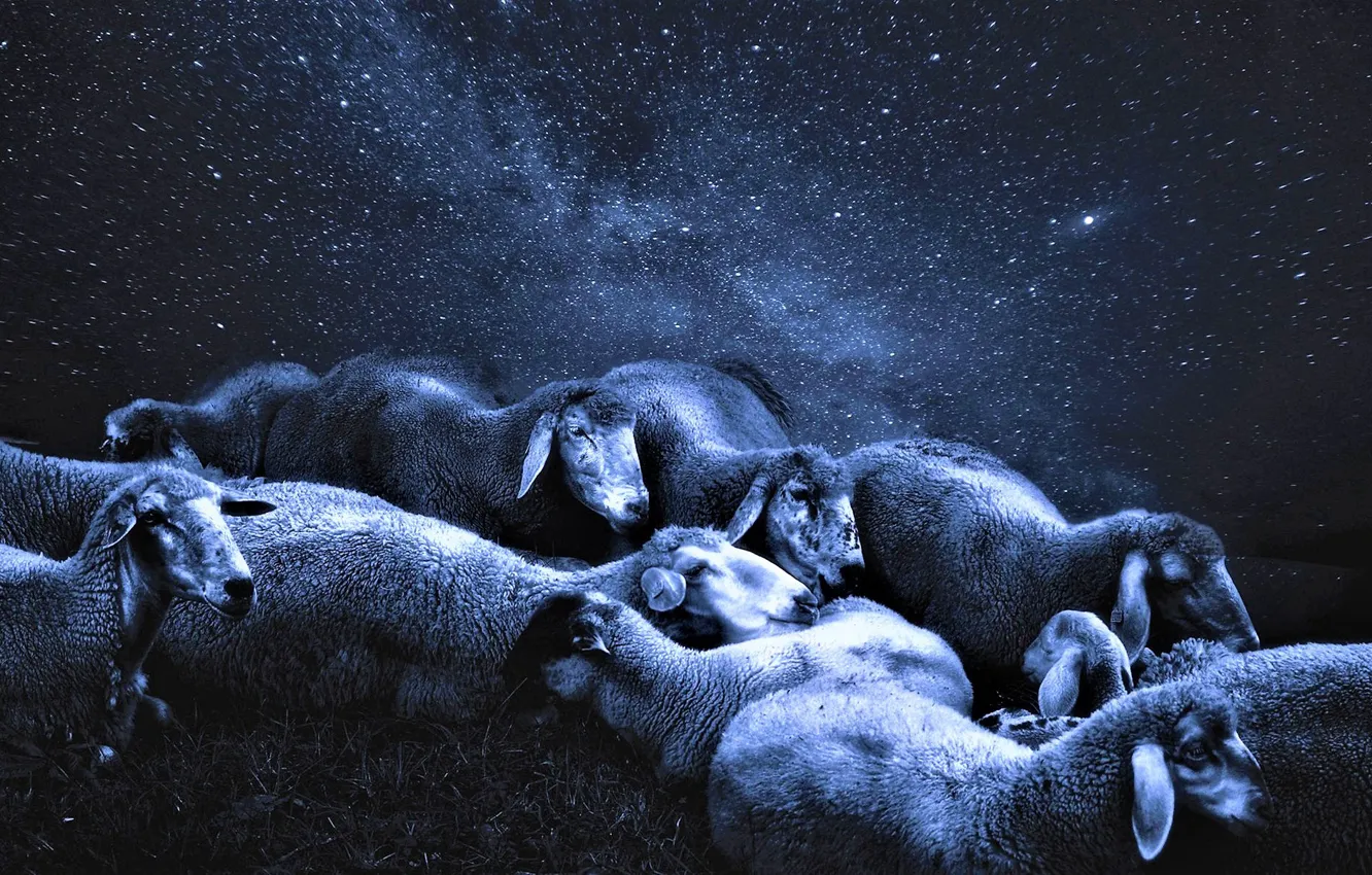 Photo wallpaper night, sheep, starry sky