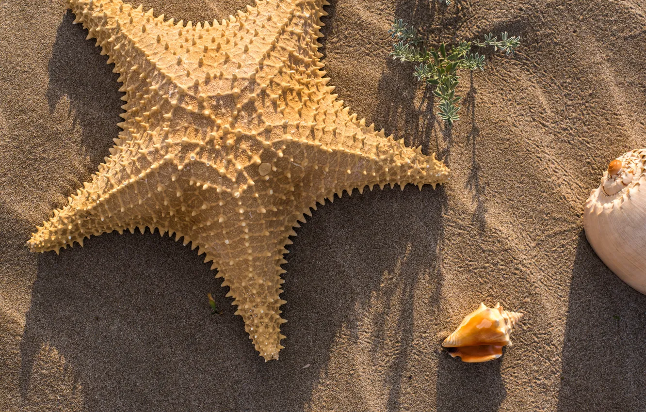 Photo wallpaper sand, beach, summer, shell, summer, beach, sea, sand