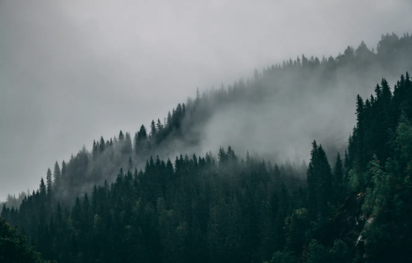 Photo wallpaper forest, trees, nature, fog, Norway