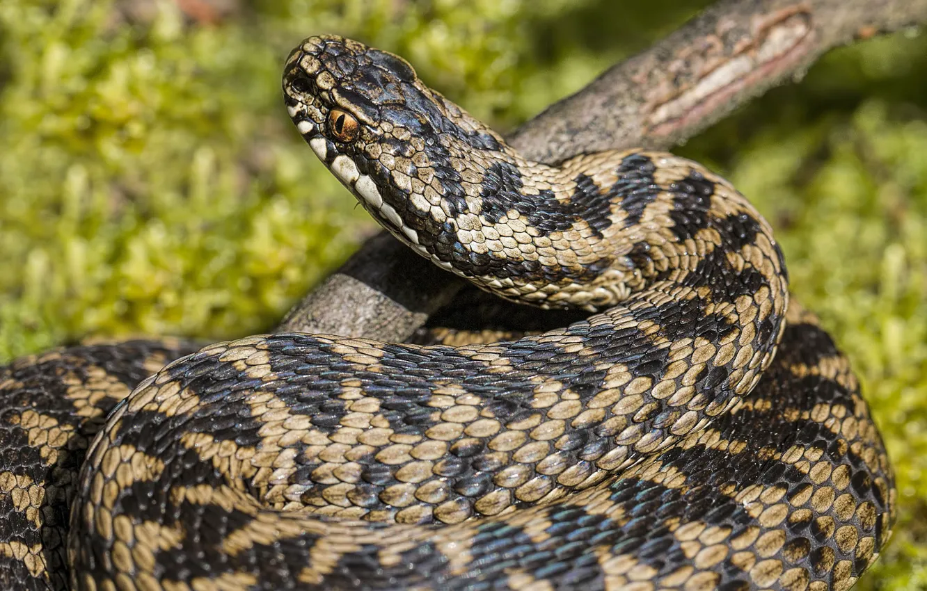 Photo wallpaper nature, snake, head, ring