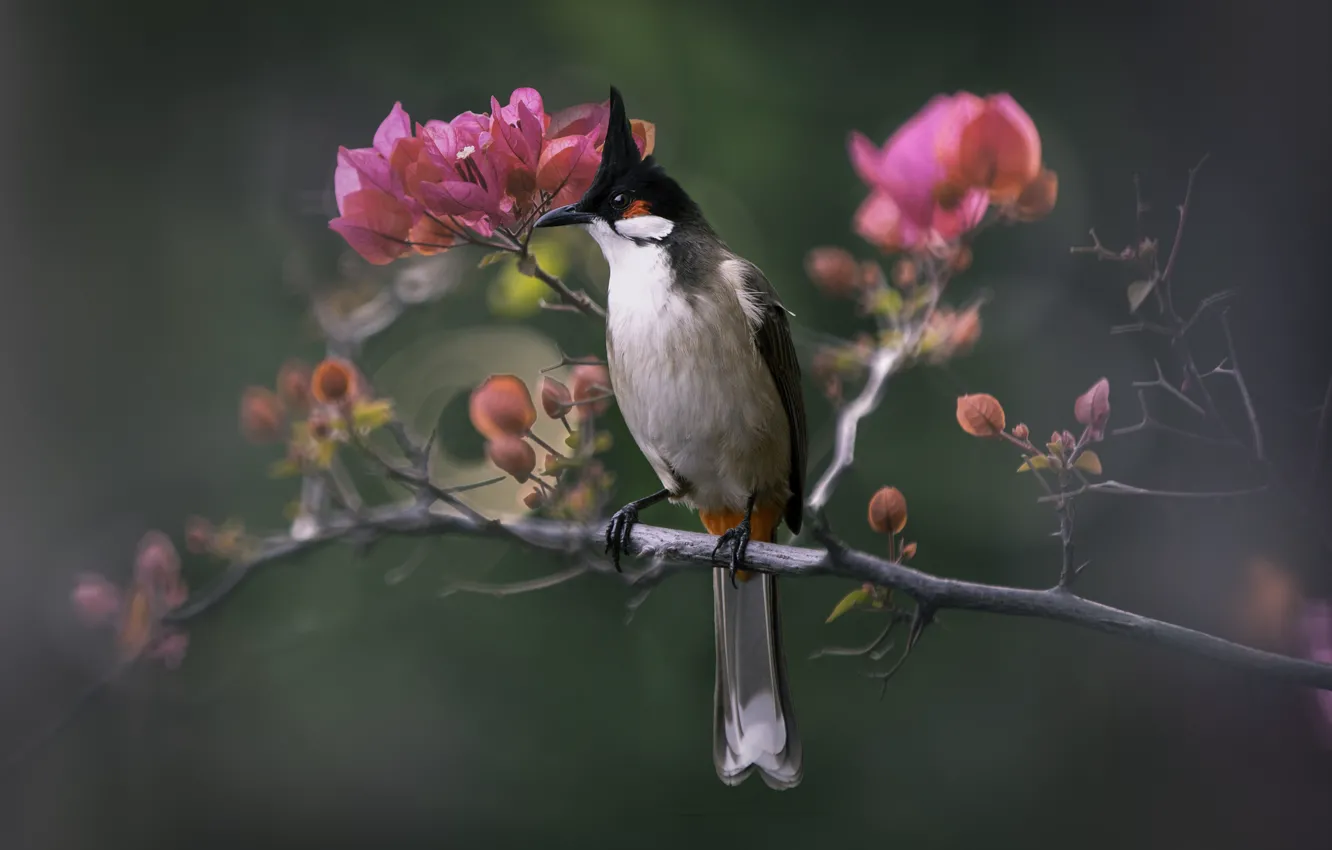 Photo wallpaper flowers, branches, bird, pink