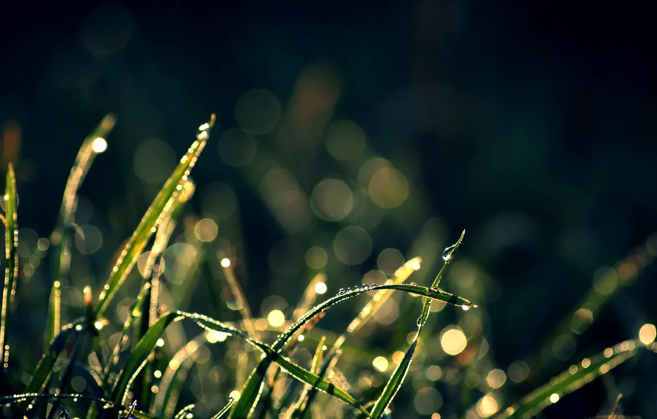 Photo wallpaper grass, drops, glare, background, Wallpaper, plants, wallpapers, bokeh