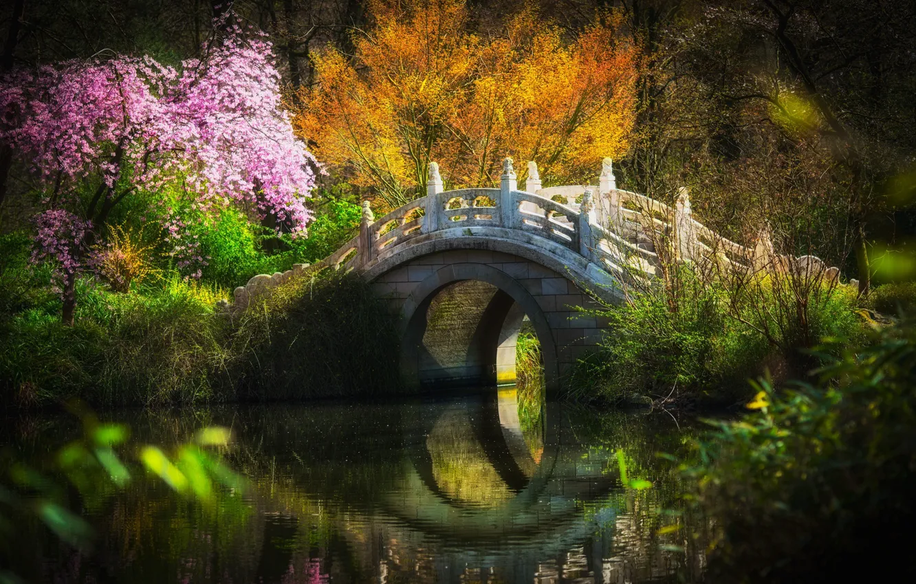 Photo wallpaper grass, flowers, bridge, Sakura