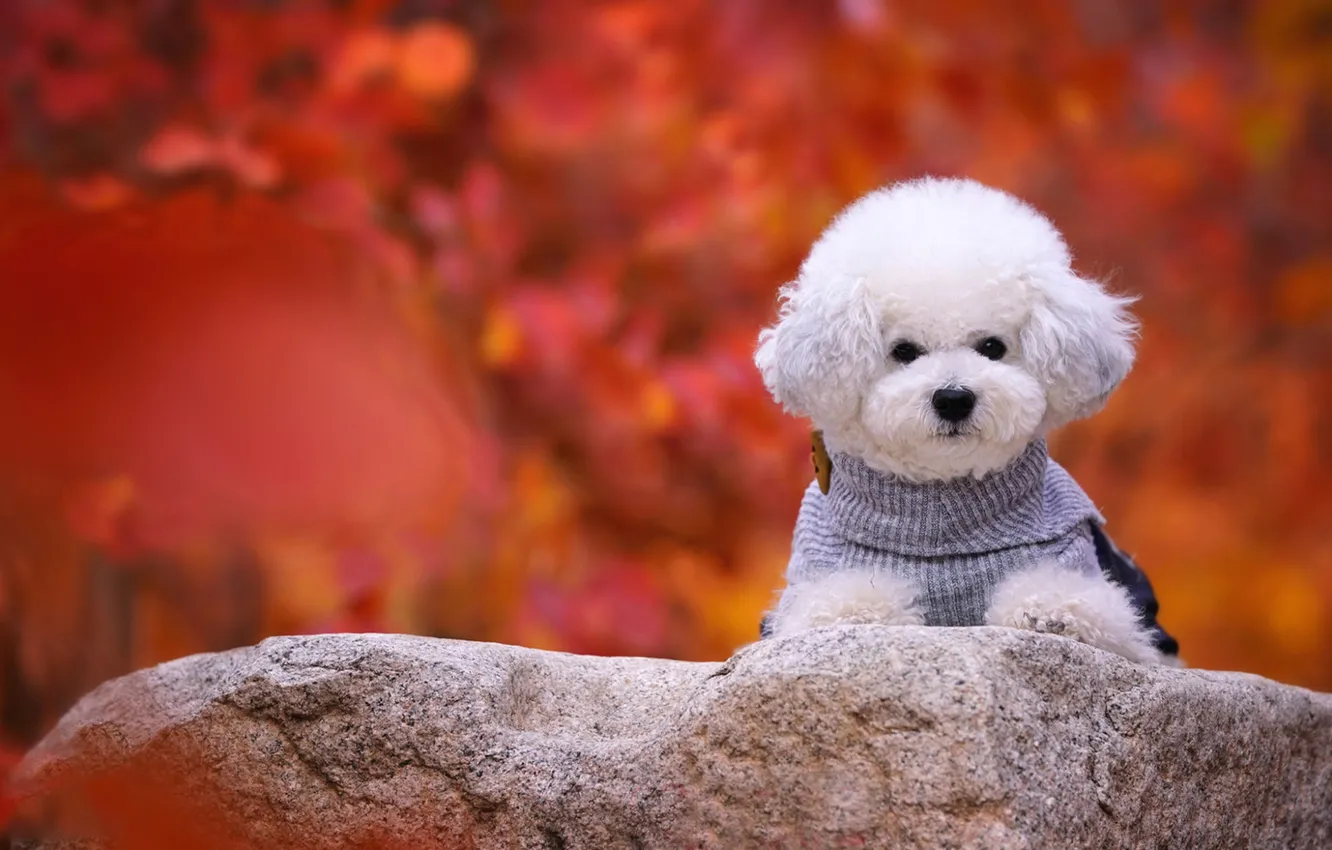 Photo wallpaper look, nature, pose, dog, face