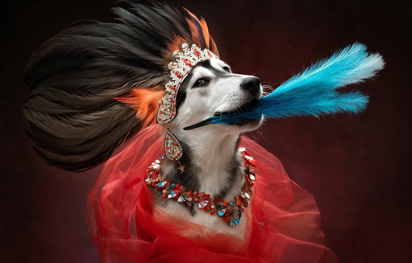 Photo wallpaper face, decoration, background, portrait, dog, necklace, feathers, husky