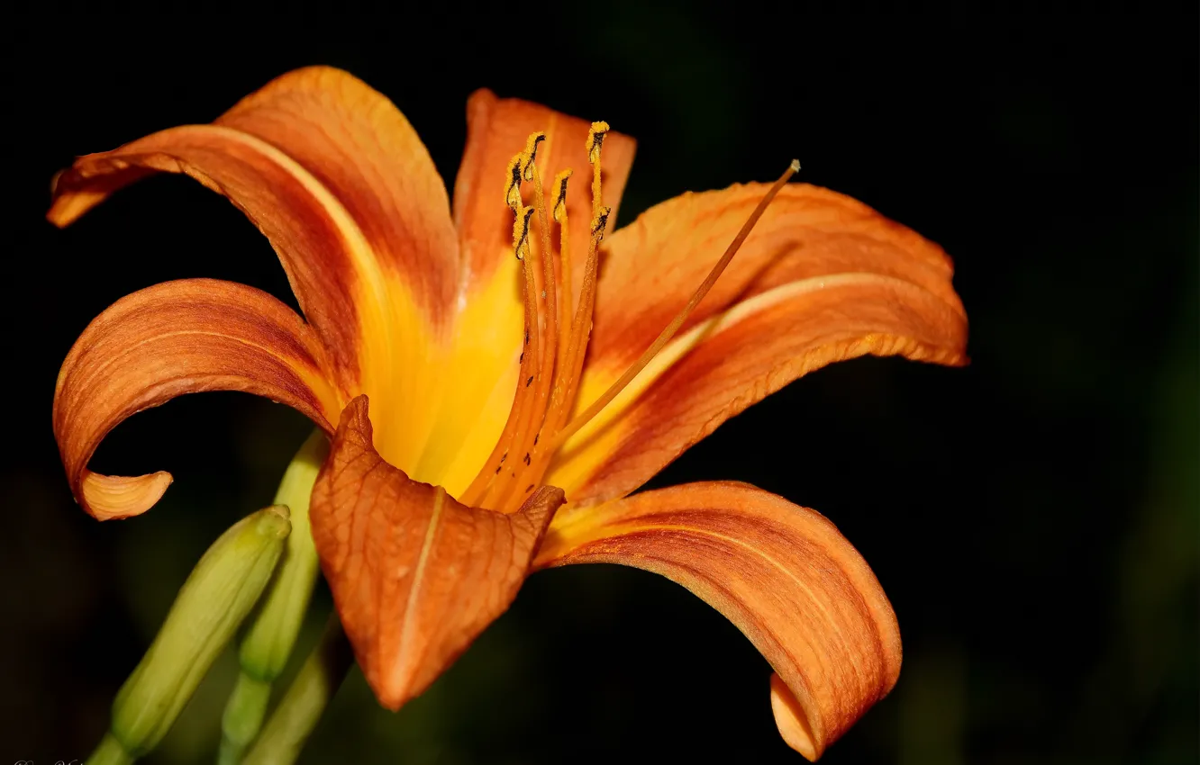 Photo wallpaper summer, macro, flowers, nature, daylilies