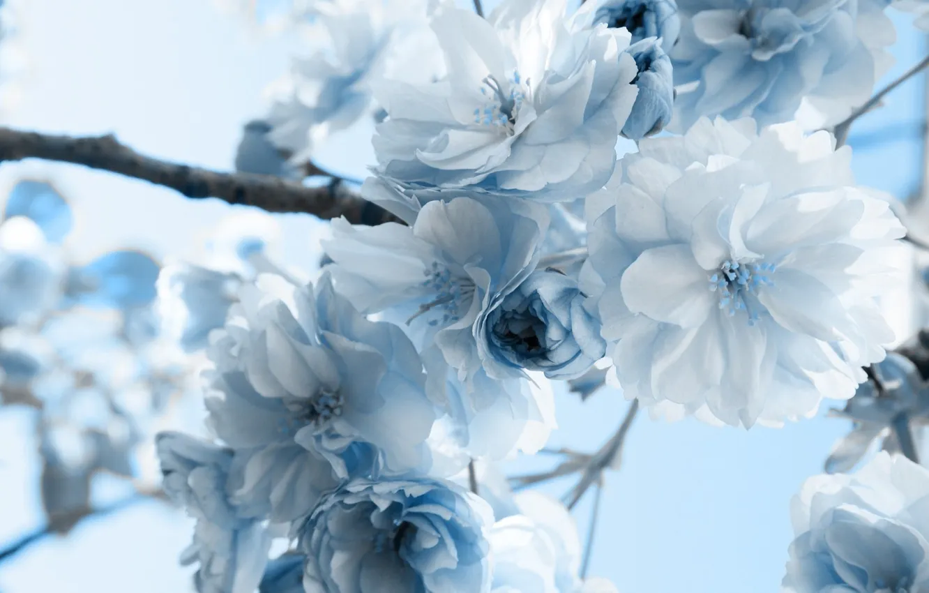 Photo wallpaper macro, flowers, branches, blue