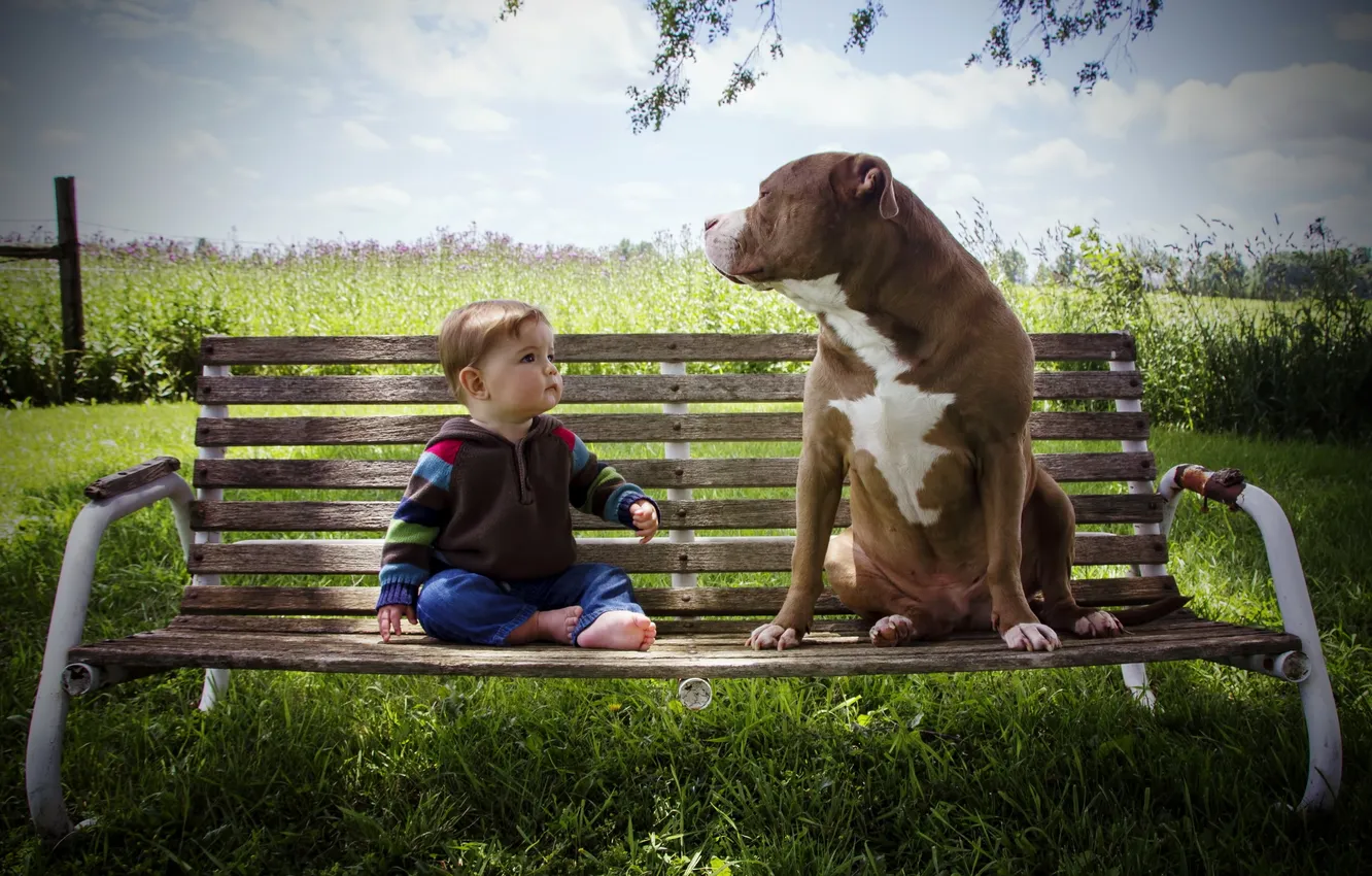 Photo wallpaper dog, boy, bench