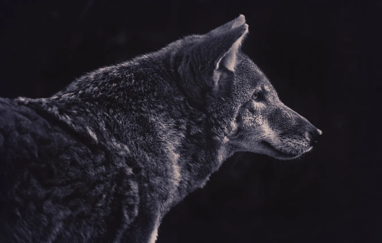 Photo wallpaper wolf, predator, profile