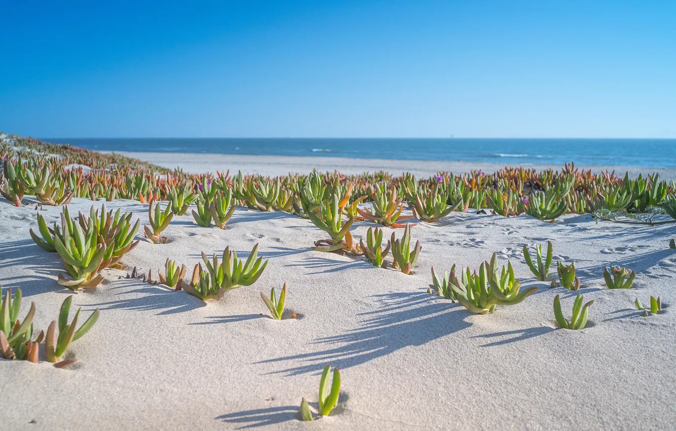 Photo wallpaper beach, sea, landscape, nature, water, sand, shore, plants