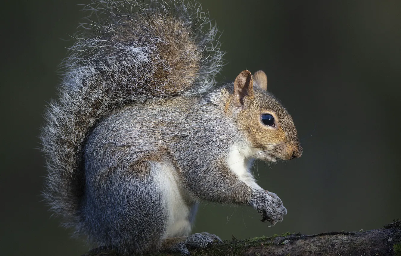 Photo wallpaper protein, pussy, rodent