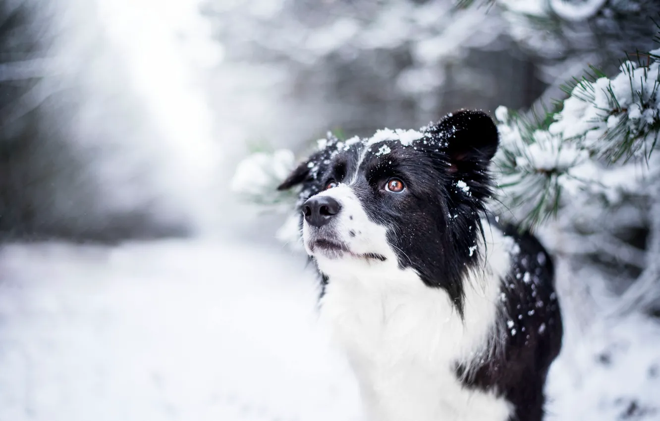 Photo wallpaper winter, look, face, dog, bokeh, The border collie