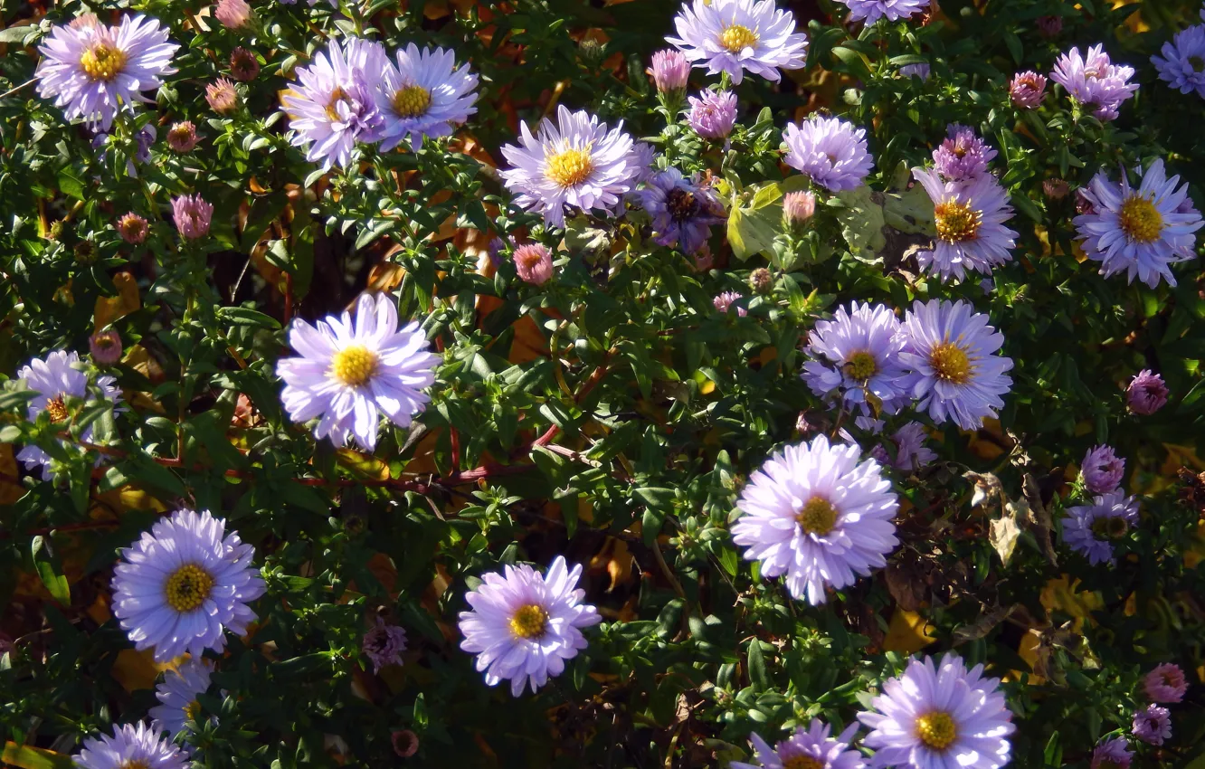 Photo wallpaper autumn, flower, flowers, background, widescreen, blue, petals, petal