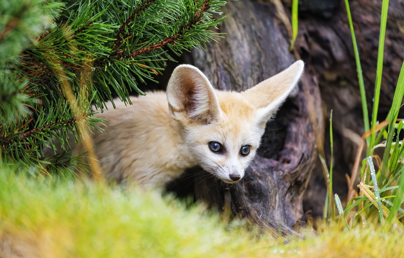 Photo wallpaper grass, look, trees, branches, portrait, Fox, face, needles