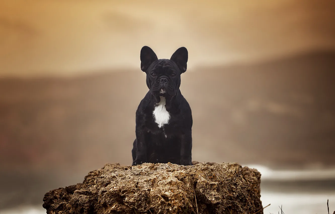 Photo wallpaper background, portrait, dog, French bulldog