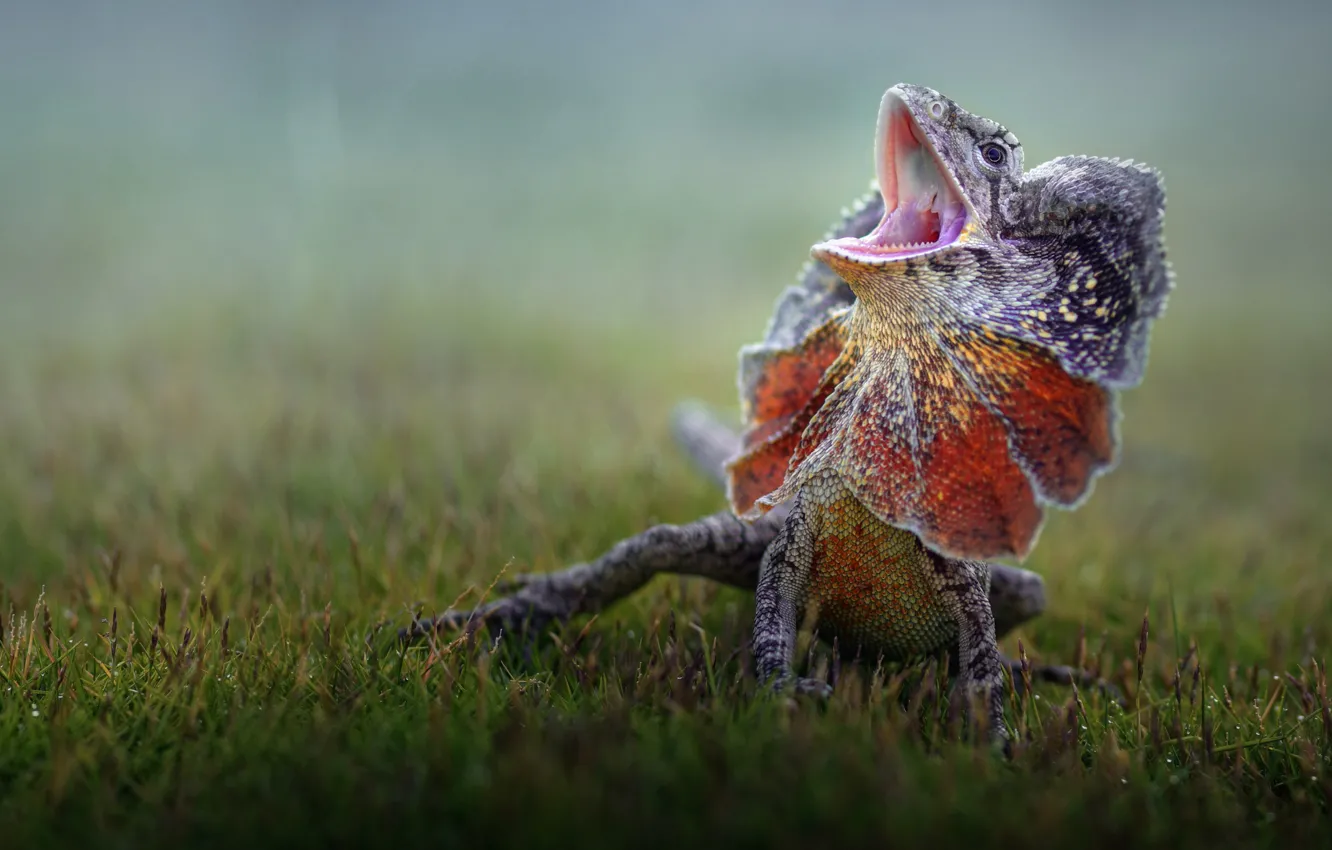 Photo wallpaper lizard, lizard, Fahmi Bhs