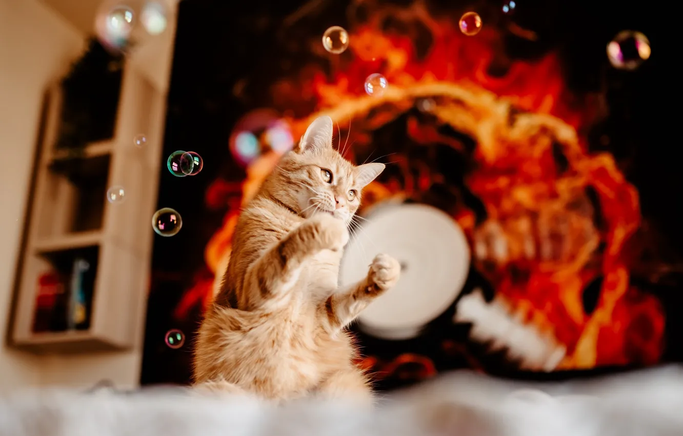 Photo wallpaper cat, cat, look, lights, pose, flame, legs, bubbles