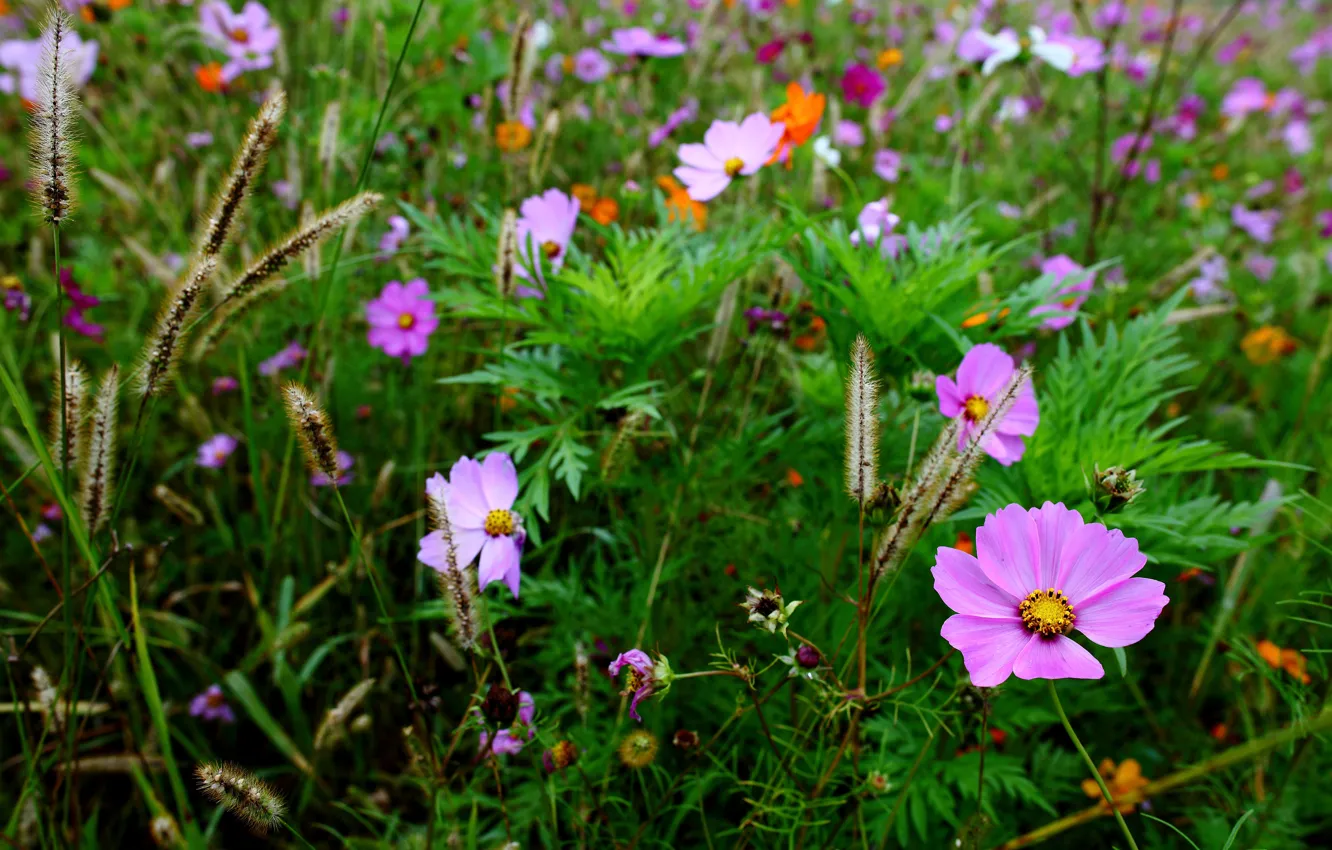 Photo wallpaper field, grass, macro, blur, spikelets, flowers, Kosmeya