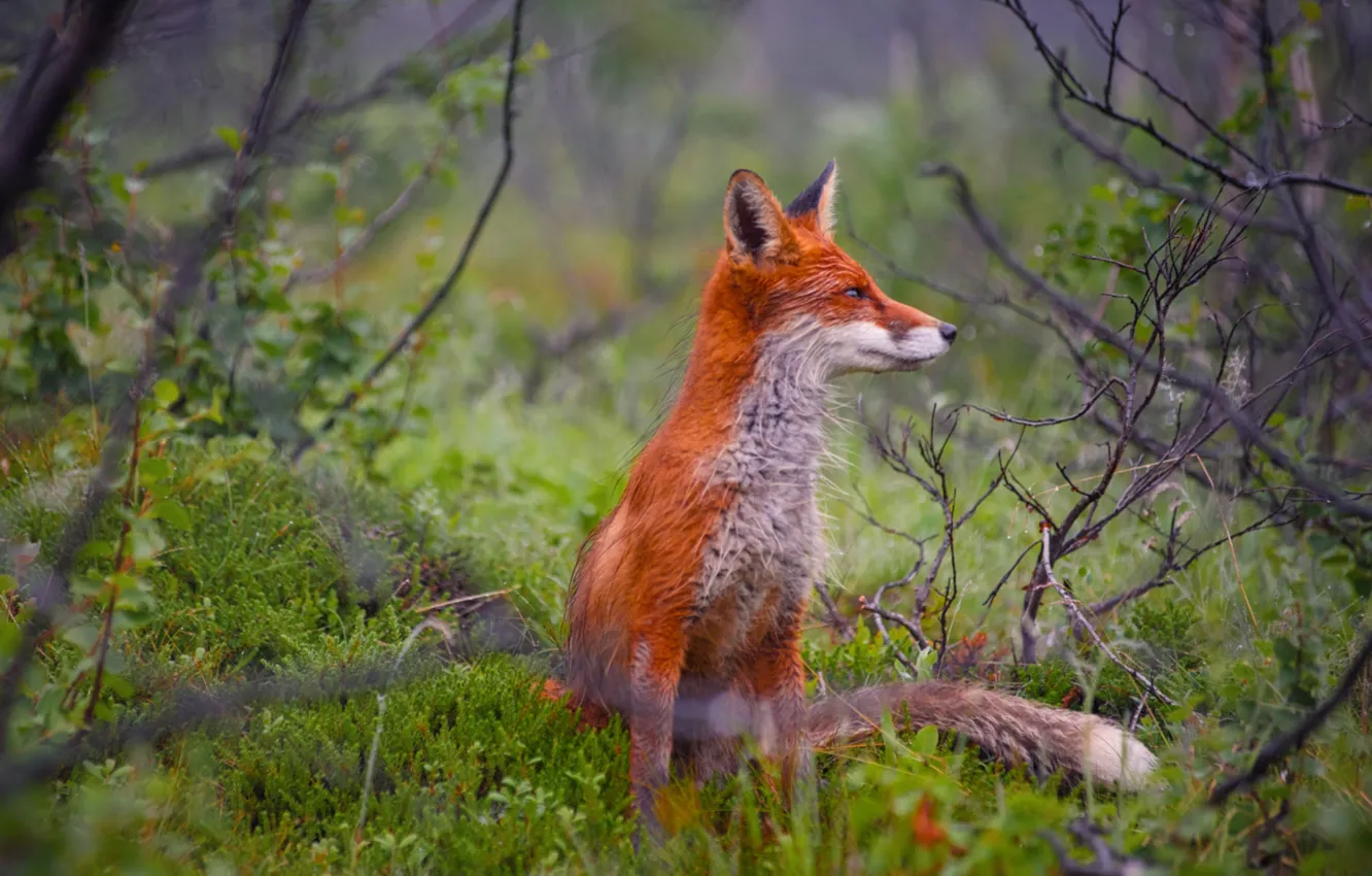 Photo wallpaper forest, grass, Fox, red