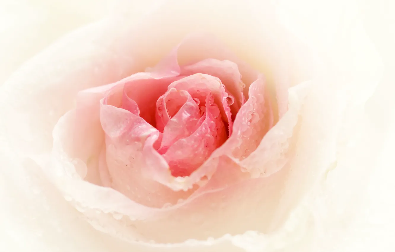 Photo wallpaper drops, flowers, Rosa, roses, pink, buds, gently, Wallpaper from lolita777