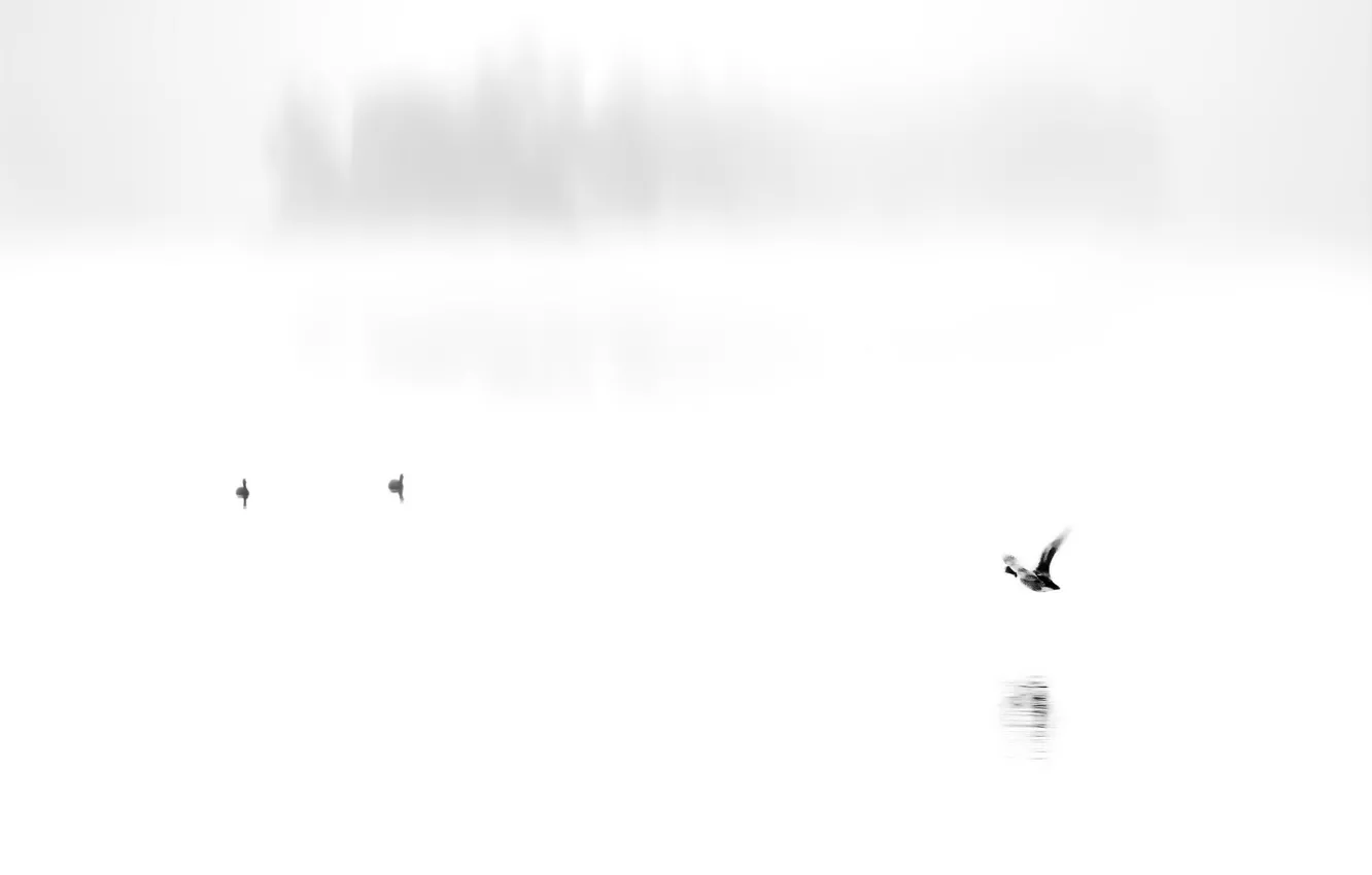 Photo wallpaper birds, lake, background