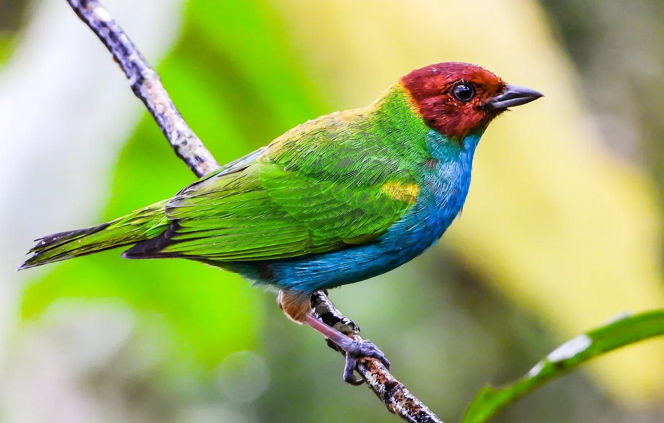 Photo wallpaper branches, microsemi, bird, beautiful, bright color