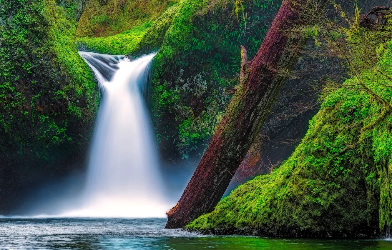 Photo wallpaper river, waterfall, moss, Oregon, log, Oregon, Columbia River Gorge, the Columbia river gorge