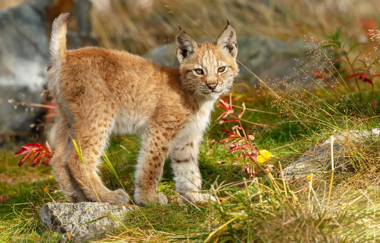 Photo wallpaper grass, leaves, nature, lynx, a small lynx