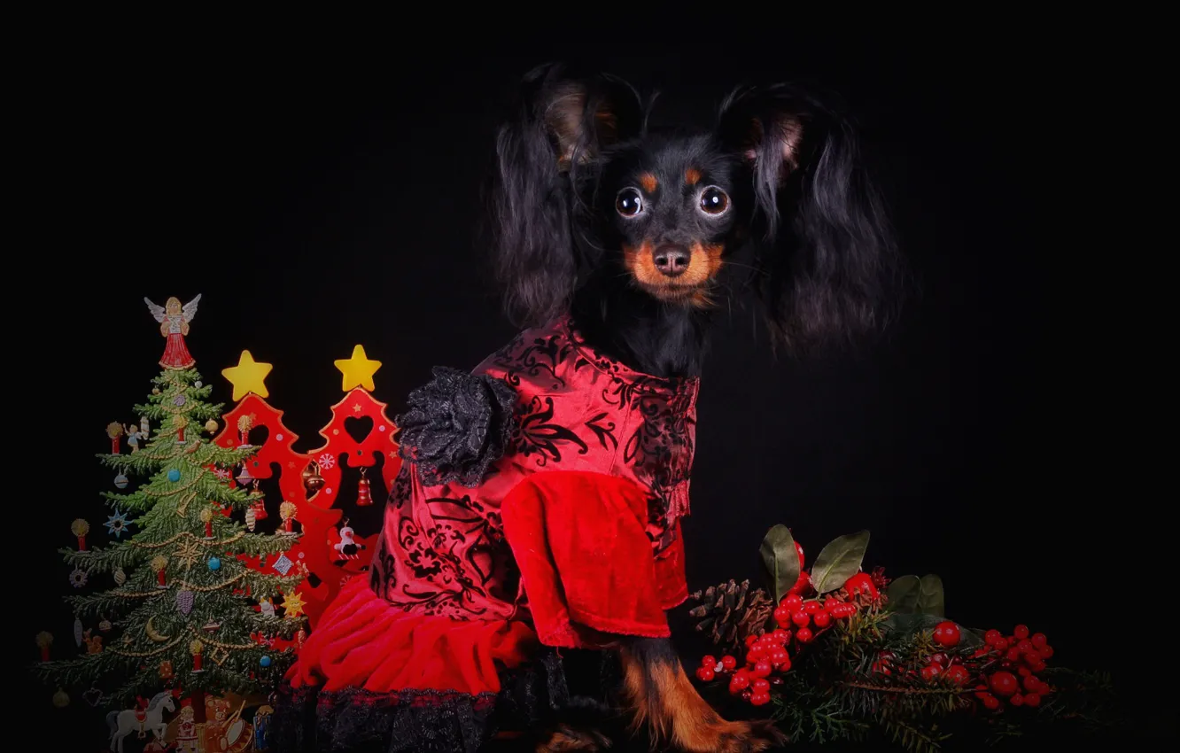 Photo wallpaper look, flowers, red, pose, toy, new year, dog, dress