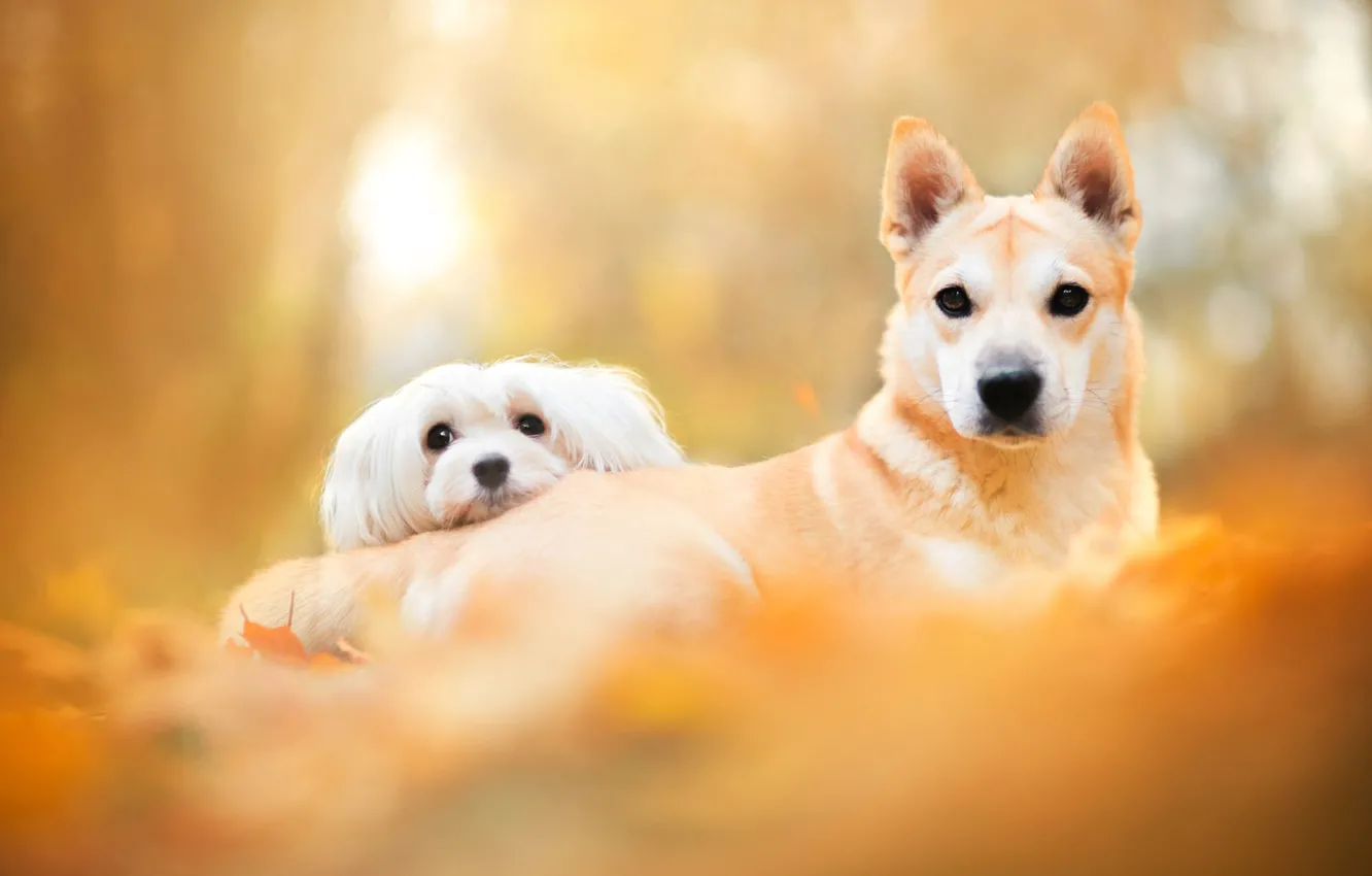 Photo wallpaper autumn, dogs, look, leaves, light, yellow, pose, Park