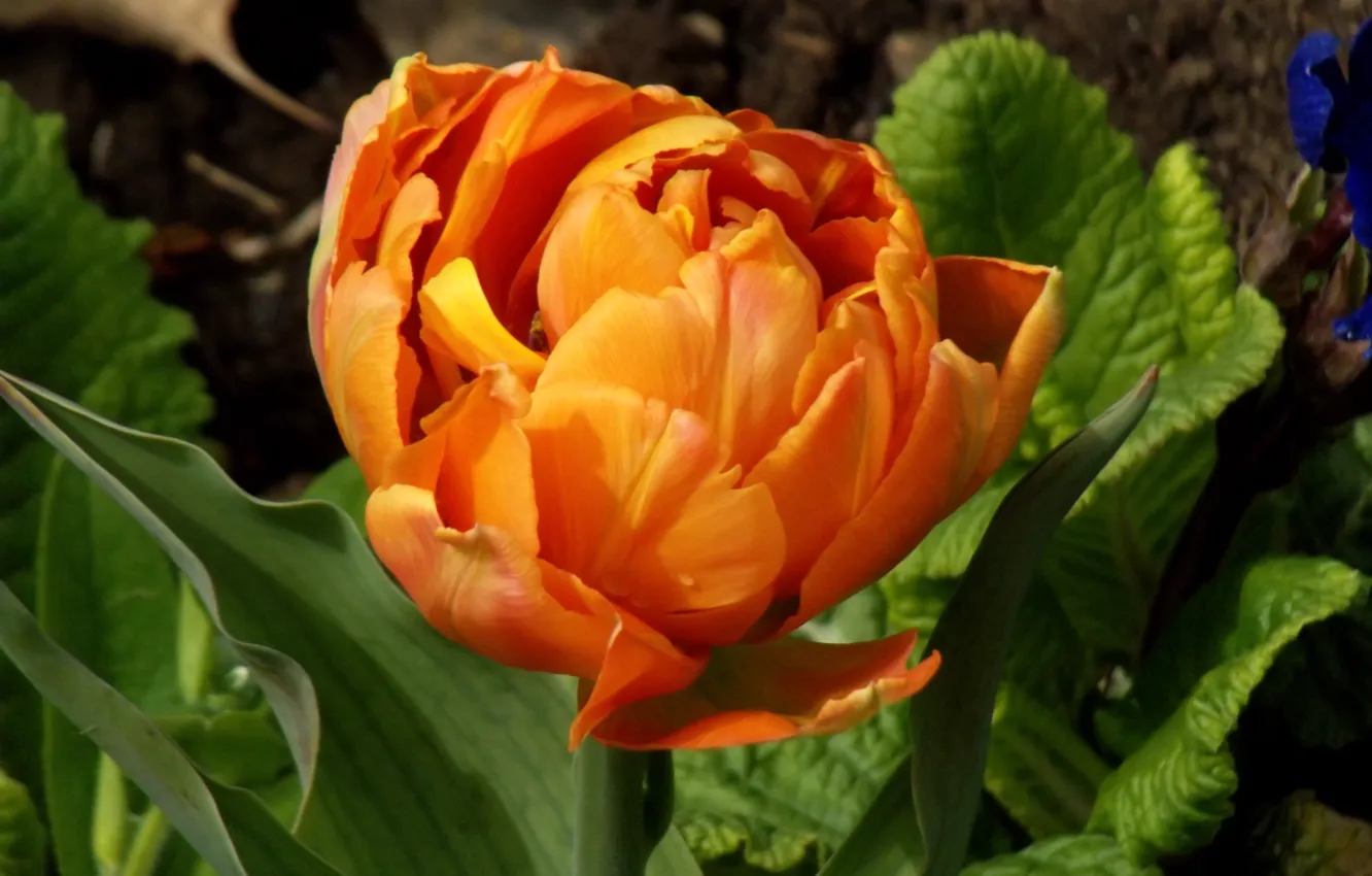 Photo wallpaper orange, Tulip, Spring, Spring, orange, Bokeh, Tulips, Bokeh