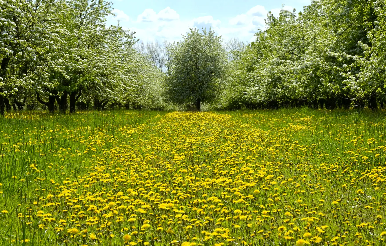 Photo wallpaper greens, grass, trees, flowers, yellow, dandelion, glade, spring