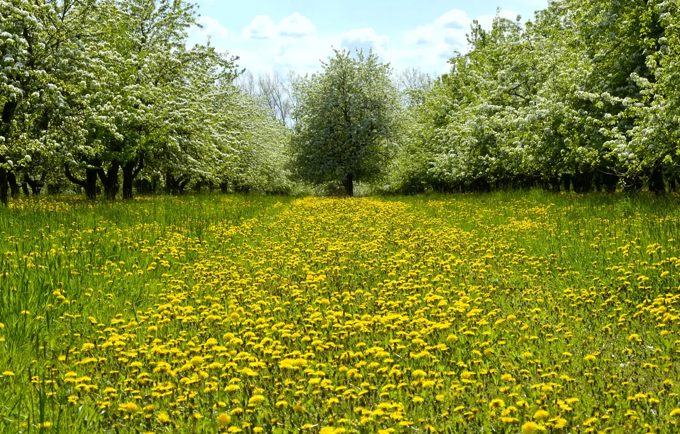 Photo wallpaper greens, grass, trees, flowers, glade, spring, yellow, garden