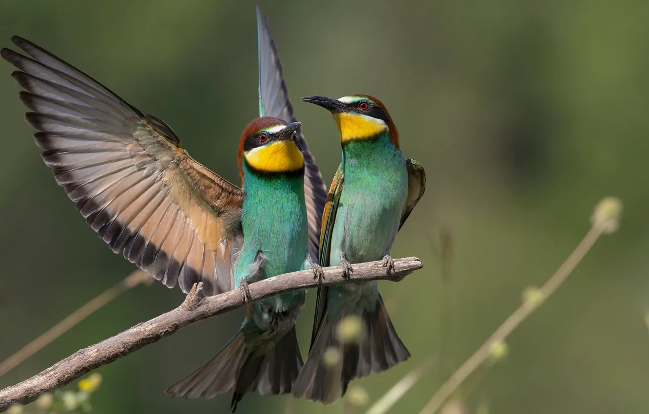 Photo wallpaper birds, branch, a couple, bee-eaters