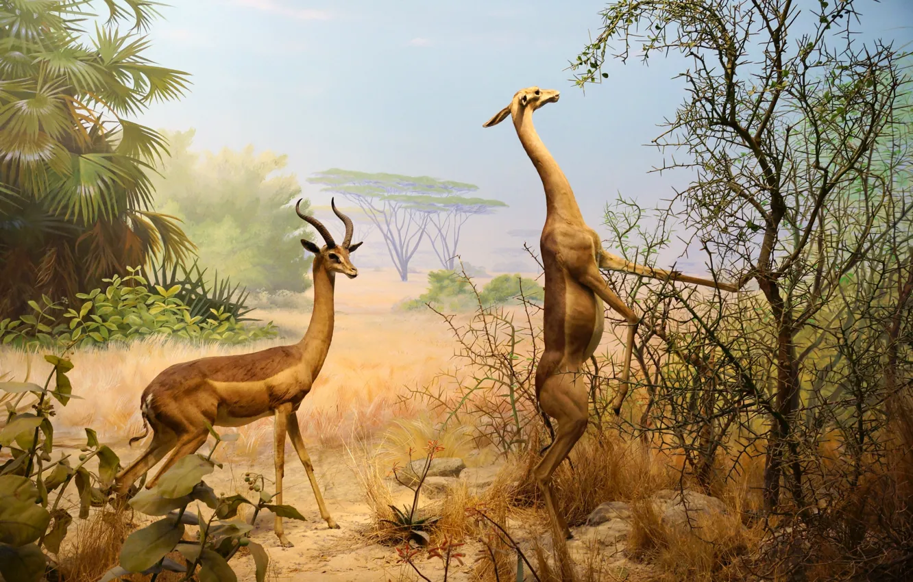 Photo wallpaper Park, animal, picture, San Francisco, Golden Gate, California Academy of Sciences