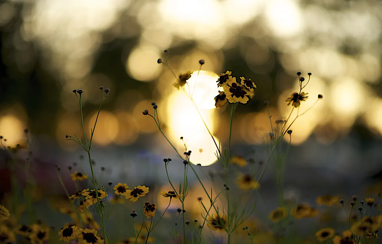 Photo wallpaper sunset, flowers, yellow, petals, stem, Burgundy, bokeh