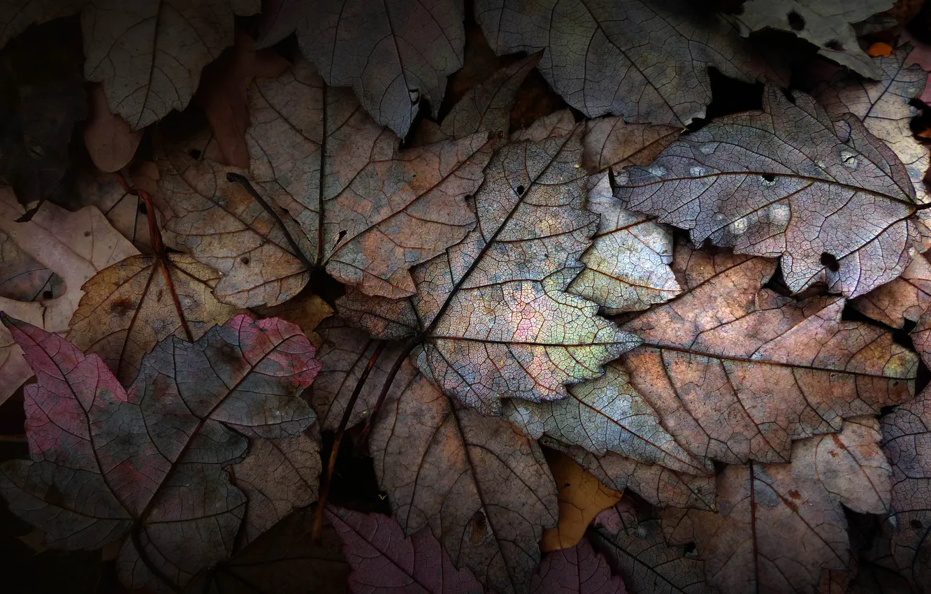 Photo wallpaper autumn, leaves, water, drops, Rosa