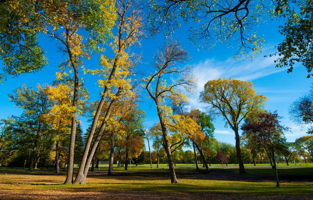 Photo wallpaper autumn, the sky, grass, leaves, trees, Park