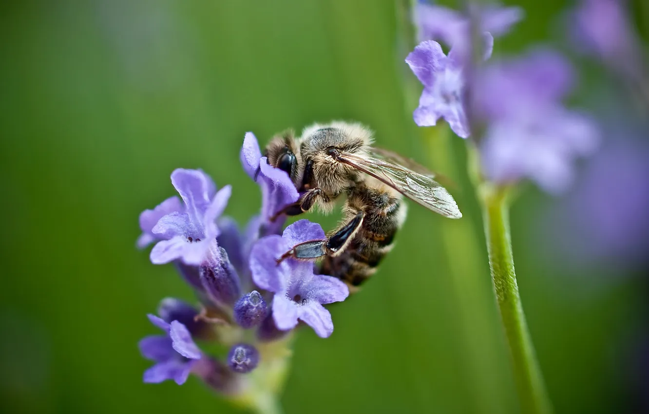 Photo wallpaper greens, field, purple, summer, macro, flowers, nature, green