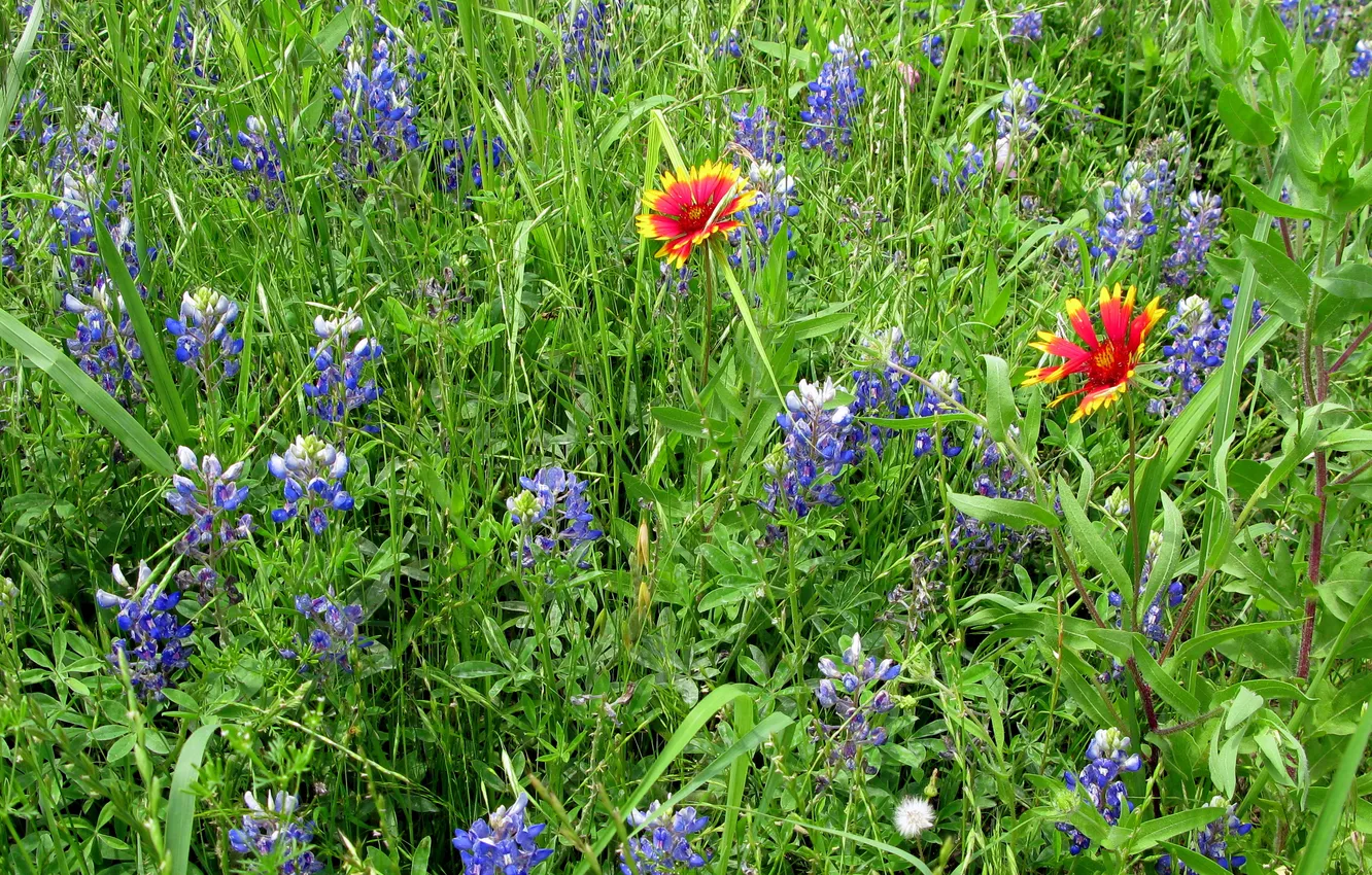 Photo wallpaper greens, field, grass, flowers, carpet, meadow