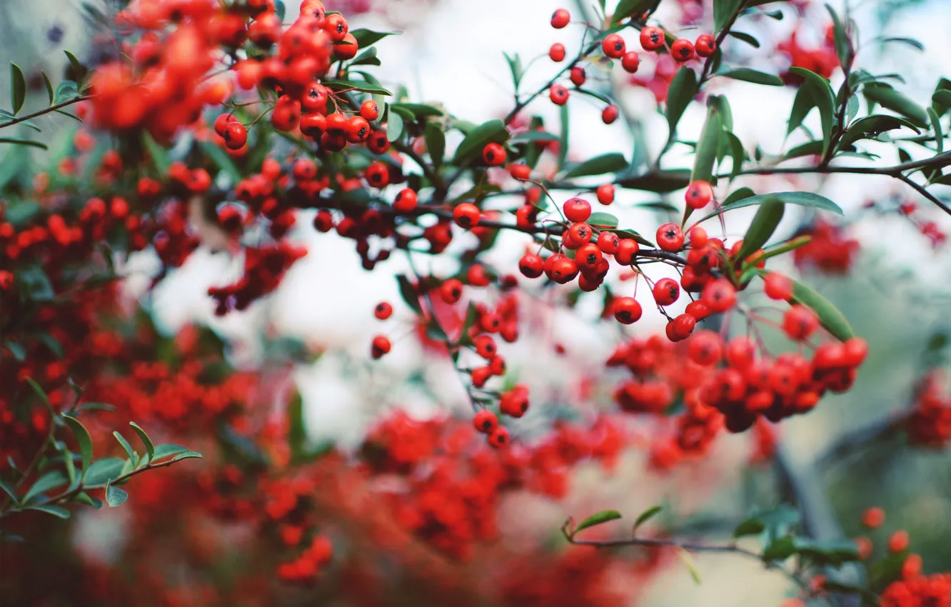 Photo wallpaper leaves, branches, red, berries