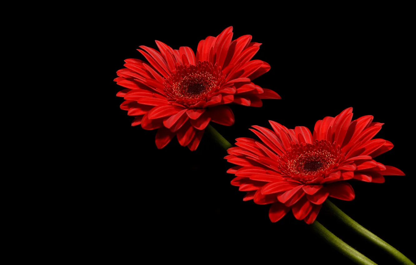 Photo wallpaper flowers, red flowers, bunch of flowers, bouquet of flowers