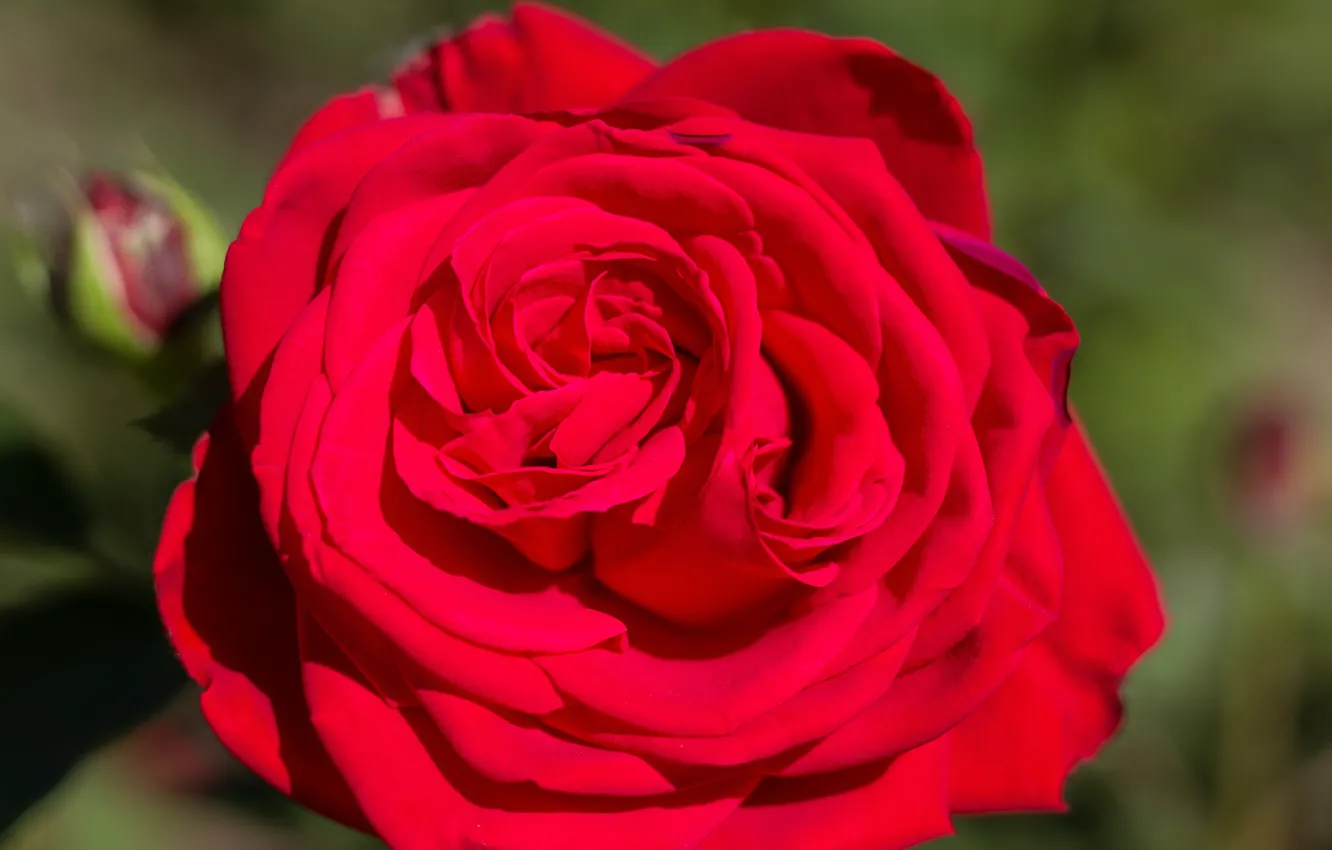 Photo wallpaper macro, red, roses, plan, buds, large