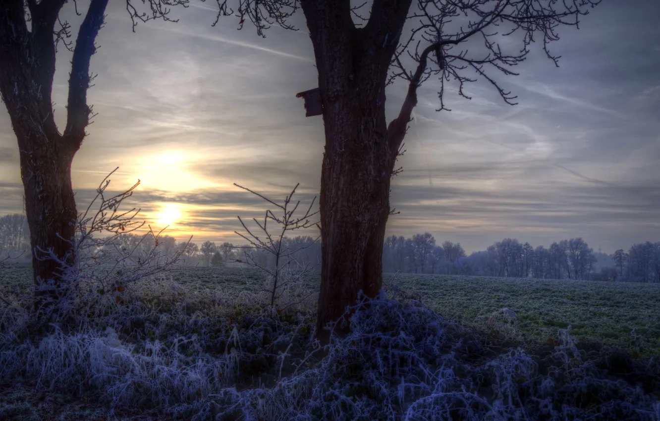 Photo wallpaper winter, trees, sunset