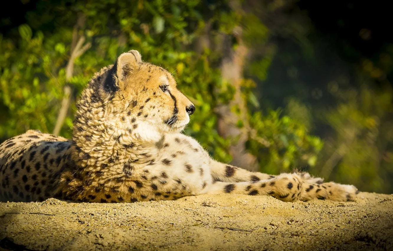 Photo wallpaper predator, Cheetah, lies, profile, wild cat