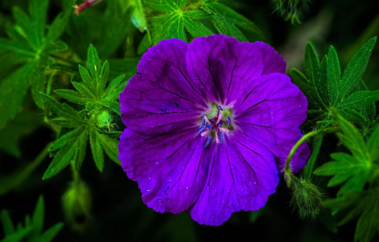 Photo wallpaper macro, geranium, cranesbill